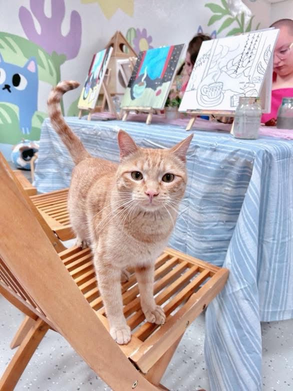 Valentine’s Paint & Sip at the Cat Lounge | Save The Meow Meows (February 1)