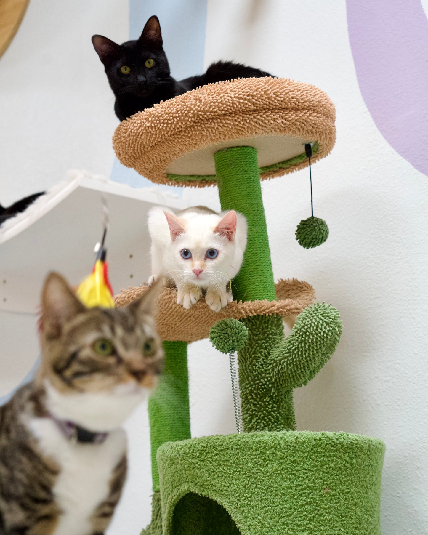 Valentine’s Paint & Sip at the Cat Lounge | Save The Meow Meows (February 1)